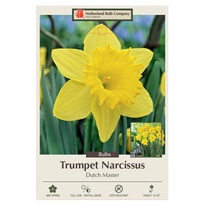 Narcissus 'Dutch Master' Bulbs
