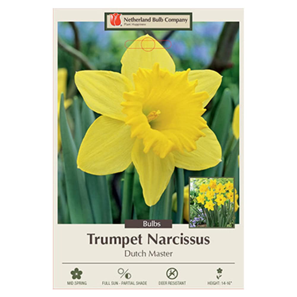 Narcissus 'Dutch Master' Bulbs