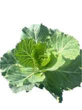 Load image into Gallery viewer, Ornamental Kale &#39;Songbird Mix&#39;
