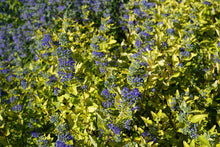 Load image into Gallery viewer, Caryopteris clandonensis &#39;Gold Crest&#39; Patio Pot
