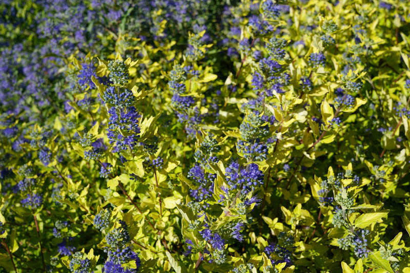 Caryopteris clandonensis 'Gold Crest' Patio Pot