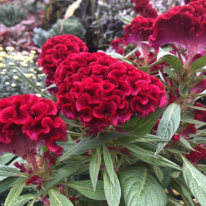Celosia cristata 'Twisted Red Currant'