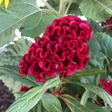 Load image into Gallery viewer, Celosia cristata &#39;Twisted Red Currant&#39;
