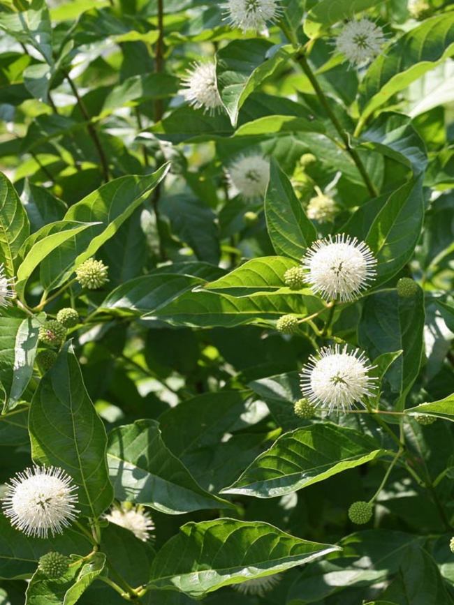 Cephalanthus occidentalis 'Sugar Shack' Buttonbush
