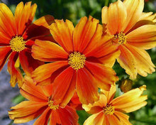 Load image into Gallery viewer, Coreopsis 'Darling Clementine'
