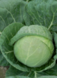 Cabbage Katarina