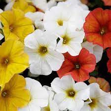 Calibrachoa 'Citrus Mix'