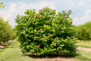 Calycanthus 'Aphrodite' Sweetshrub