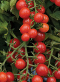 Tomato 'Candyland Red'