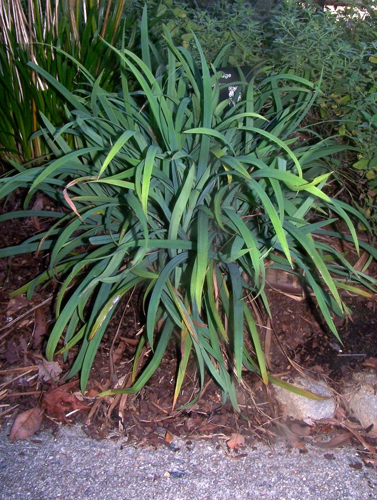 Carex flaccosperma 'Blue Wood Sedge'