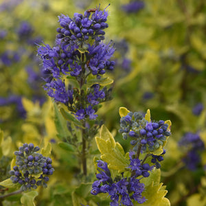 Caryopteris clandonensis 'Gold Crest' Patio Pot