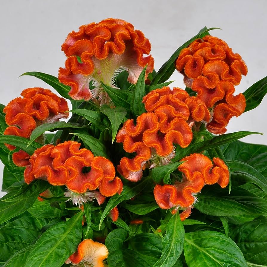 Celosia cristata 'Twisted Orange' Patio Pot