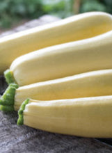 Load image into Gallery viewer, Squash 'Chiffon'
