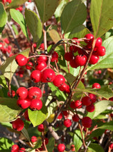 Load image into Gallery viewer, Aronia arbutifolia &#39;Brilliantissima&#39; Red Chokeberry
