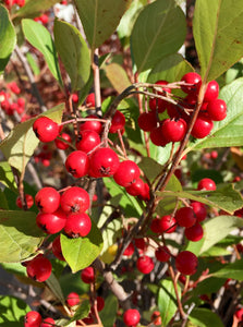 Aronia arbutifolia 'Brilliantissima' Red Chokeberry