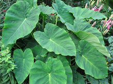 Load image into Gallery viewer, Colocasia esculenta &#39;Elephant Ear&#39;

