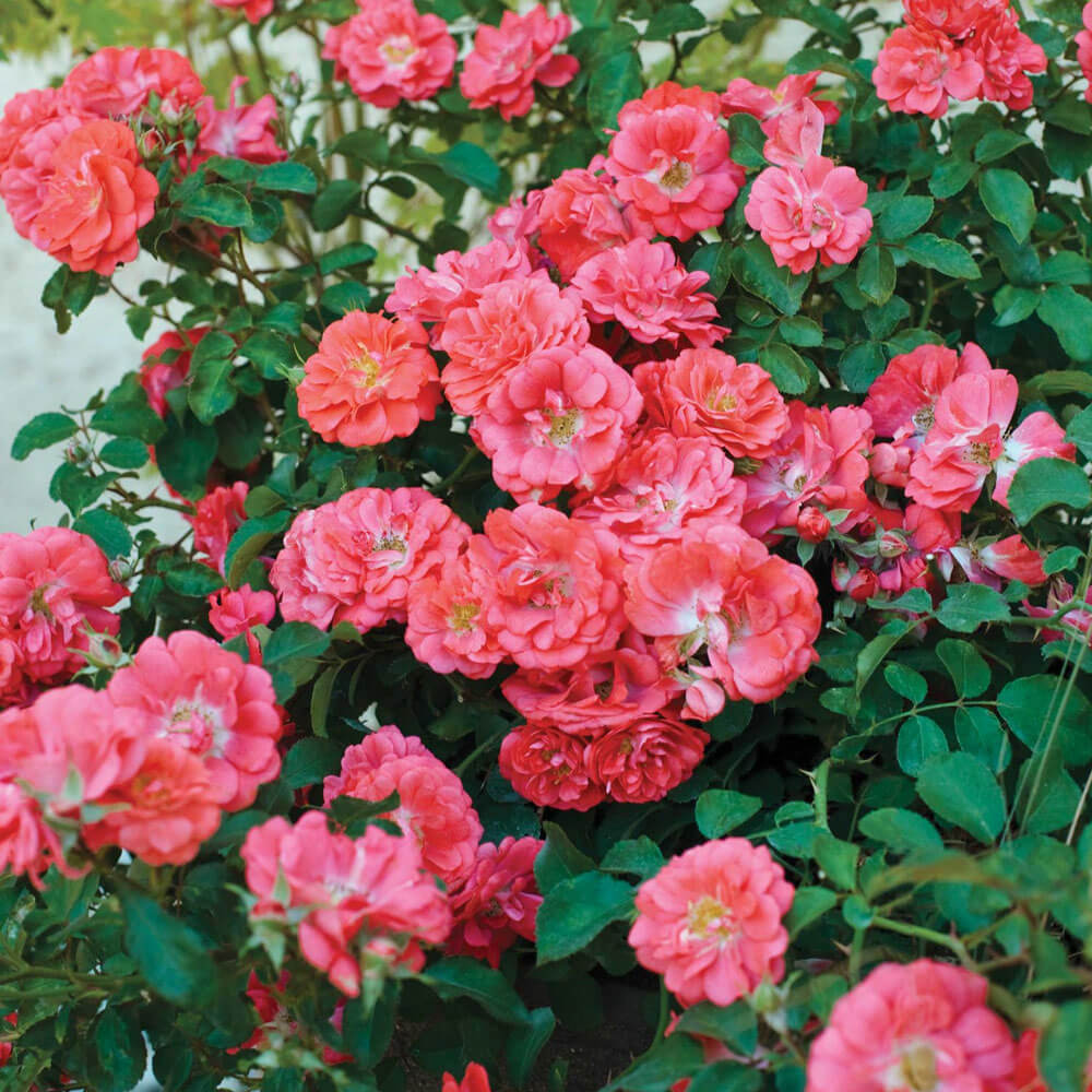 Rosa 'Coral Drift' Rose Bush