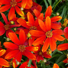 Load image into Gallery viewer, Coreopsis 'Ladybird'
