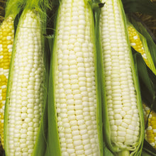 Load image into Gallery viewer, Corn Sweet Silver Queen Seeds
