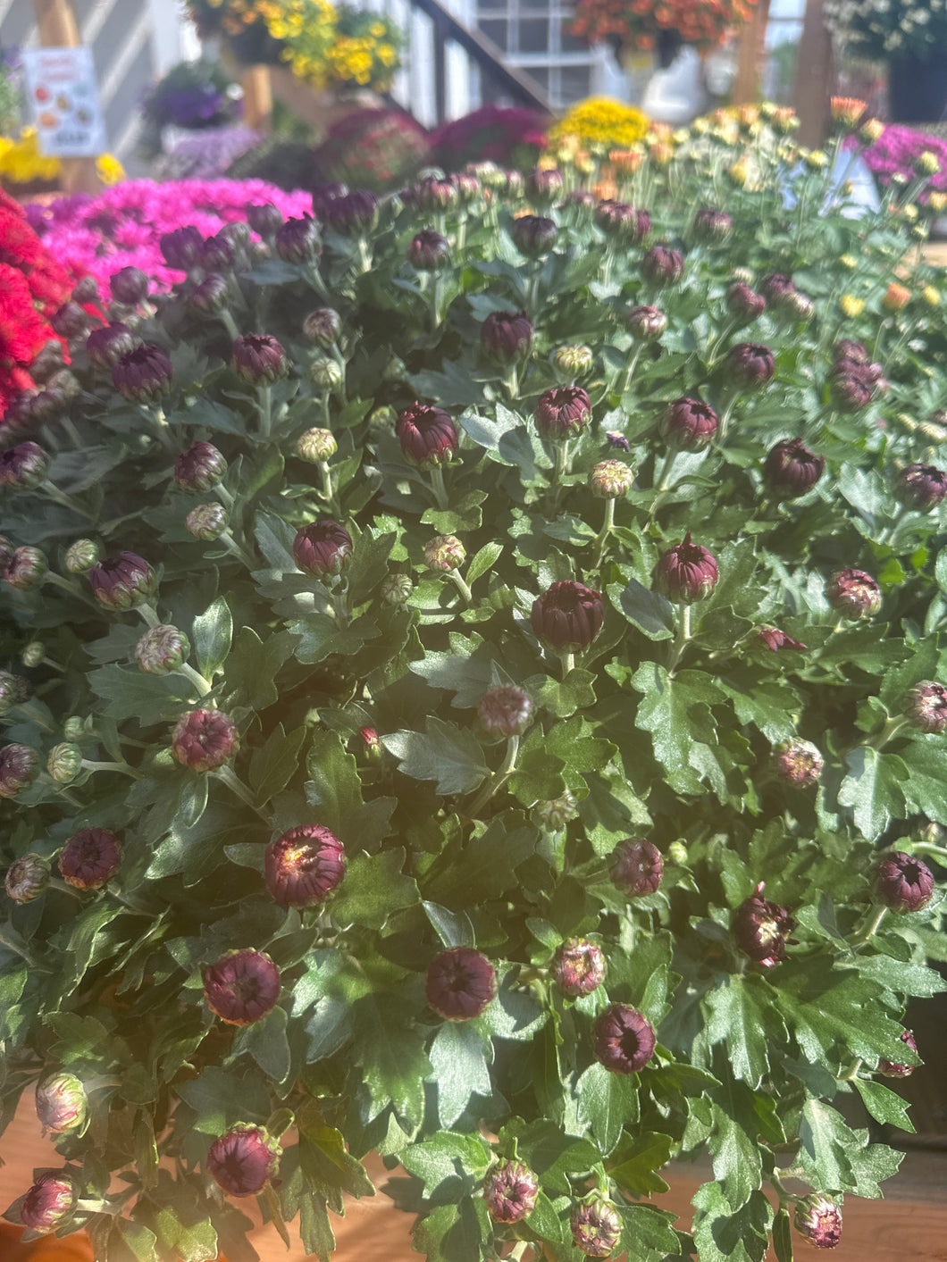 Mum 'Berry Blast' Bicolor