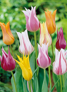 Tulip 'Lily Mixture' Bulbs (8)