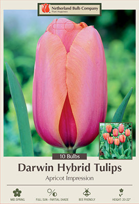 Tulip 'Apricot Impression' Bulbs (7)