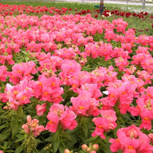 Load image into Gallery viewer, Snapdragon 'Snapshot Pink'
