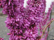Load image into Gallery viewer, Cercis chinensis 'Kay's Early Hope' Redbud
