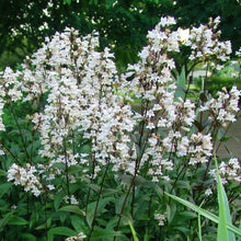 Load image into Gallery viewer, Penstemon digitalis 'Foxglove Beardtongue'
