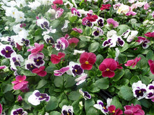Load image into Gallery viewer, Pansy &#39;Raspberry Sundae Mix&#39;
