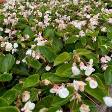 Load image into Gallery viewer, Begonia &#39;Dragon Wing White&#39;
