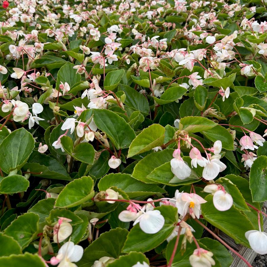 Begonia 'Dragon Wing White'