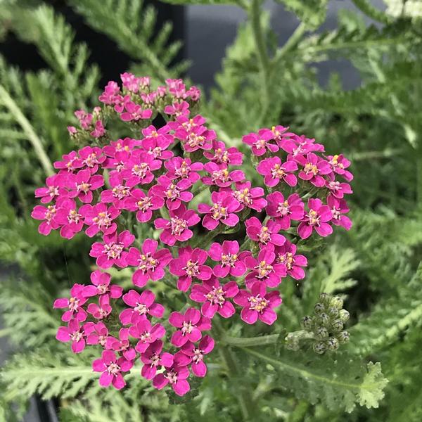 Achillea millefolium 'Milly Rock Rose'