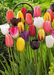 Tulip 'Single Late Mixture' Bulbs (8)