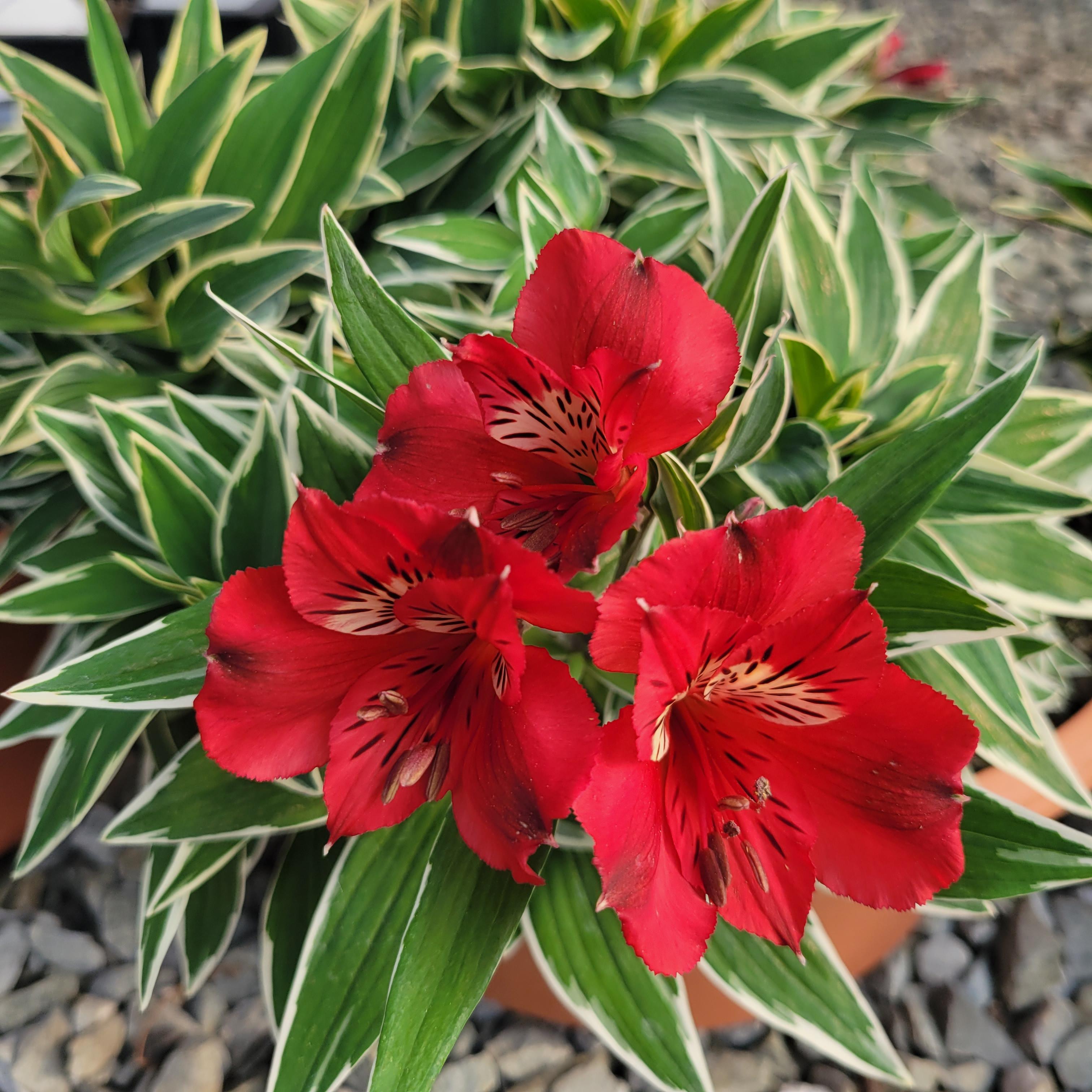 alstroemeria potted plants Alstroemeria 'Katiana' Patio Pot – Denchfield Nursery, Inc