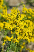 Load image into Gallery viewer, Solidago shortii &#39;Solar Cascade&#39; Goldenrod
