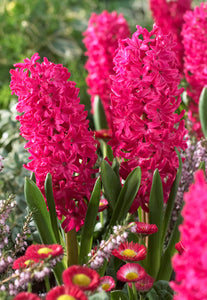 Hyacinth 'Jan Bos' Bulbs (5)