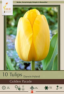 Tulip 'Golden Parade' Bulbs (10)
