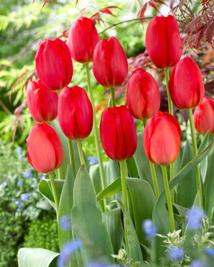 Tulip 'Parade' Bulbs