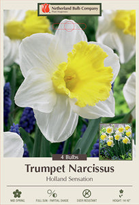 Narcissus 'Holland Sensation' Daffodil Bulbs (7)