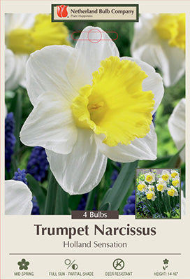 Narcissus 'Holland Sensation' Daffodil Bulbs (7)