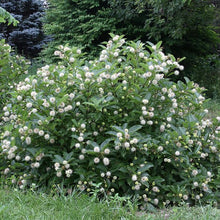 Load image into Gallery viewer, Cephalanthus occidentalis 'Buttonbush'
