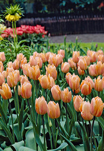 Tulip 'Apricot Beauty' Bulbs (8)