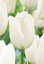 Load image into Gallery viewer, Tulip &quot;Hakuun&quot; Bulbs (7)
