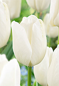 Tulip "Hakuun" Bulbs (7)