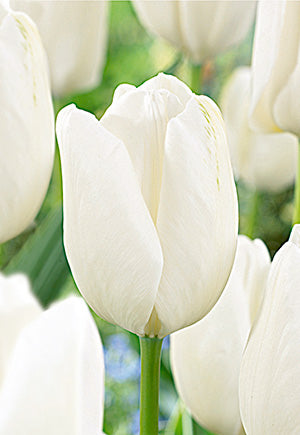 Tulip 