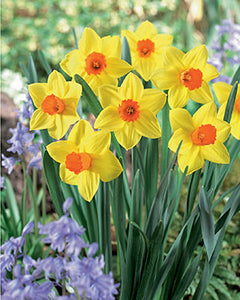 Narcissus 'Brackenhurst' Daffodil Bulbs (8)