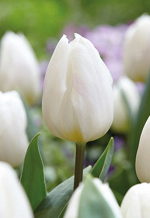 Tulip 'White Flag' Bulbs (10)