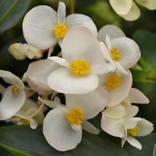 Load image into Gallery viewer, Begonia &#39;Dragon Wing White&#39;
