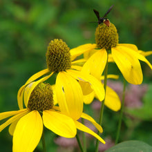 Load image into Gallery viewer, Rudbeckia laciniata &#39;Cutleaf Coneflower&#39;

